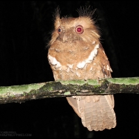 Philippine Frogmouth