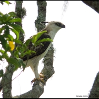 Philippine Hawk-Eagle