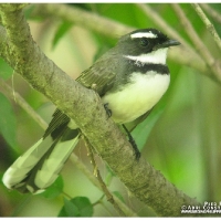 Pied Fantail