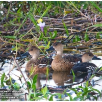 Wandering Whistling Ducks