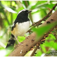 White-browed Shama