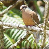 White-eared Brown-dove