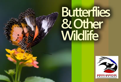 Butterflies & Other Wildlife