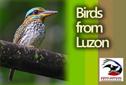 Birds from Luzon