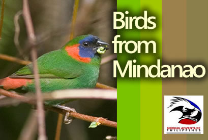 Birds from Mindanao