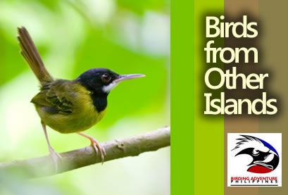 Birds from Other Islands