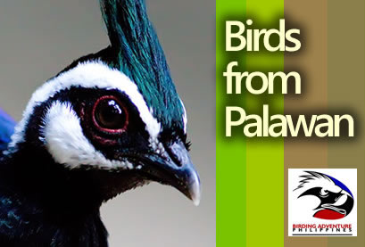 Birds from Palawan