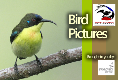 philippine-bird-pictures Bird Pictures