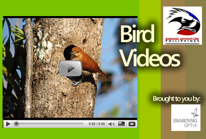 philippine bird videos
