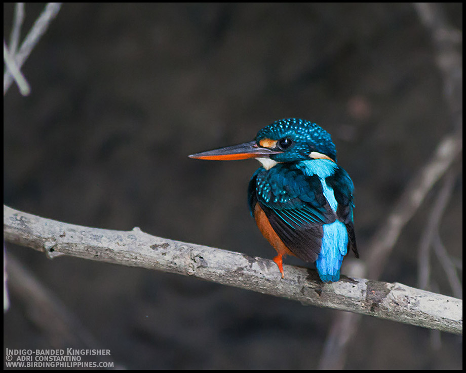 Indigo-banded Kingfisher