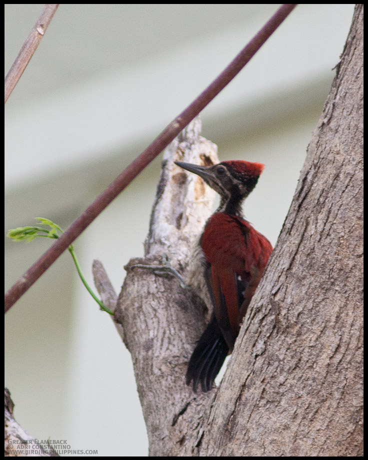 Greater Flameback