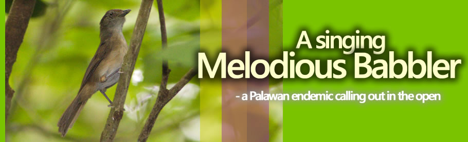 Melodious Babbler singing  Copyright Nicky Icarangal JR.  / www.birdingphilippines.com  birding philippines #birdingphilippines