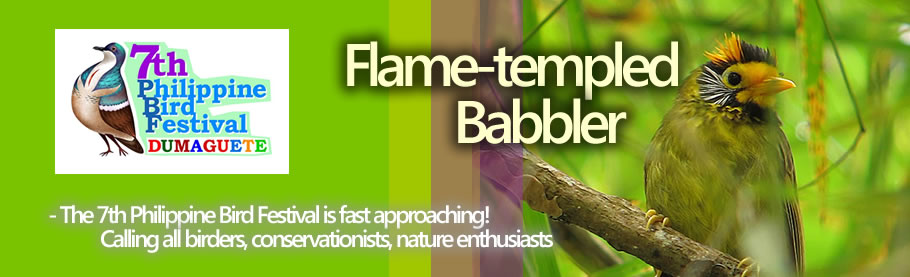 Flame-templed Babbler / ww.birdingphilippines.com