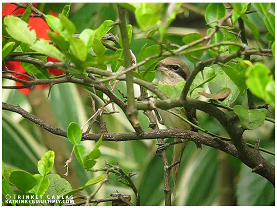 Brown Shrike