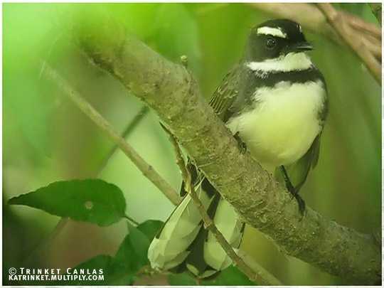 Pied Fantail