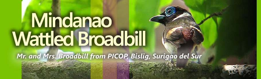  Mr. and Mrs Mindanao Wattled Broadbill Copyright Nicky Icarangal JR.  / www.birdingphilippines.com  birding philippines #birdingphilippines