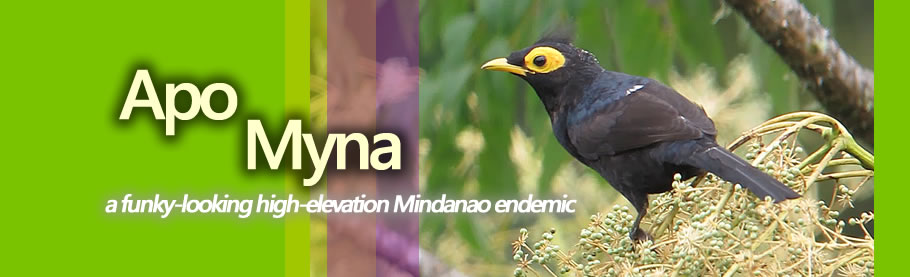  Apo Myna:  Funky or Punk-y? Copyright Nicky Icarangal JR.  / www.birdingphilippines.com  birding philippines #birdingphilippines