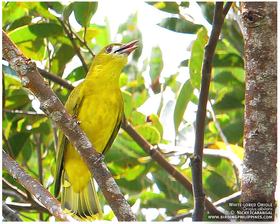 White-lored Oriole