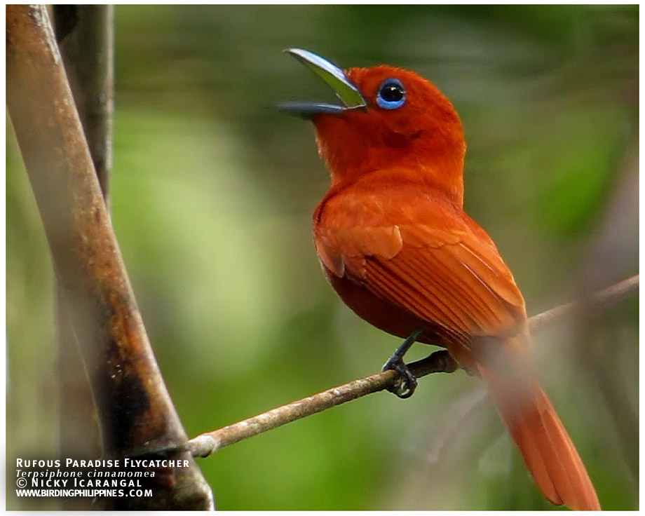 Rufous Paradise Flycatcher