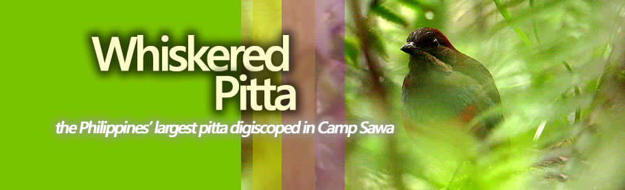  A calling Whiskered Pitta Copyright Nicky Icarangal JR.  / www.birdingphilippines.com  birding philippines #birdingphilippines