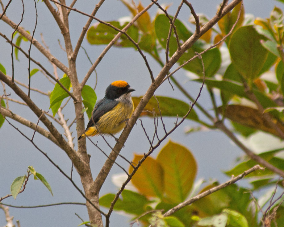 Flame-crowned Flowerpecker