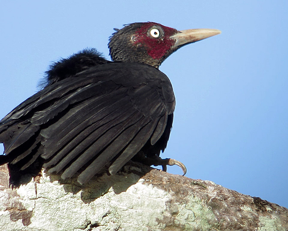 Sooty Woodpecker