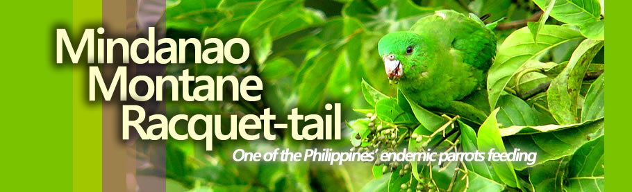 Mindanao Montane Racquet-tail  Copyright Nicky Icarangal JR.  / www.birdingphilippines.com  birding philippines #birdingphilippines