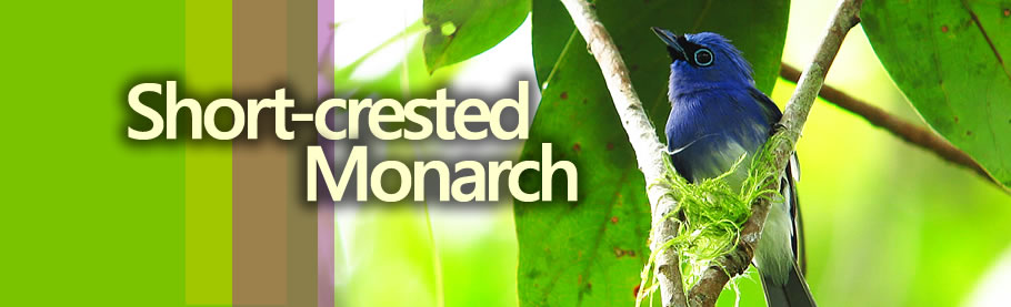 Short-crested Monarch Copyright Nicky Icarangal JR.  / www.birdingphilippines.com  birding philippines #birdingphilippines