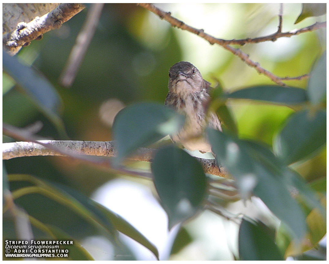 striped flowerpecker