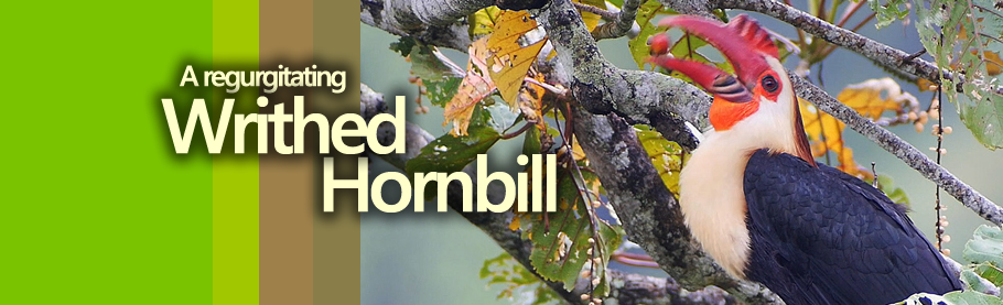 A Regurgitating  Writhed Hornbill [HD] Copyright Nicky Icarangal JR.  / www.birdingphilippines.com  birding philippines #birdingphilippines