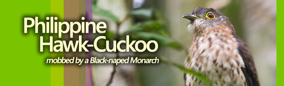 Philippine Hawk-Cuckoo Copyright Adri Constantino / www.birdingphilippines.com  birding philippines 