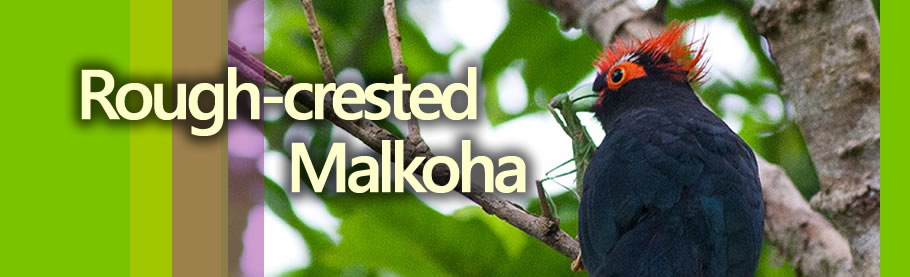 Red-crested Malkoha, Copyright Adri Constantino / www.birdingphilippines.com  birding philippines 