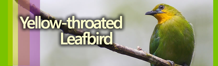 yellow-throated leafbird birding philippines 