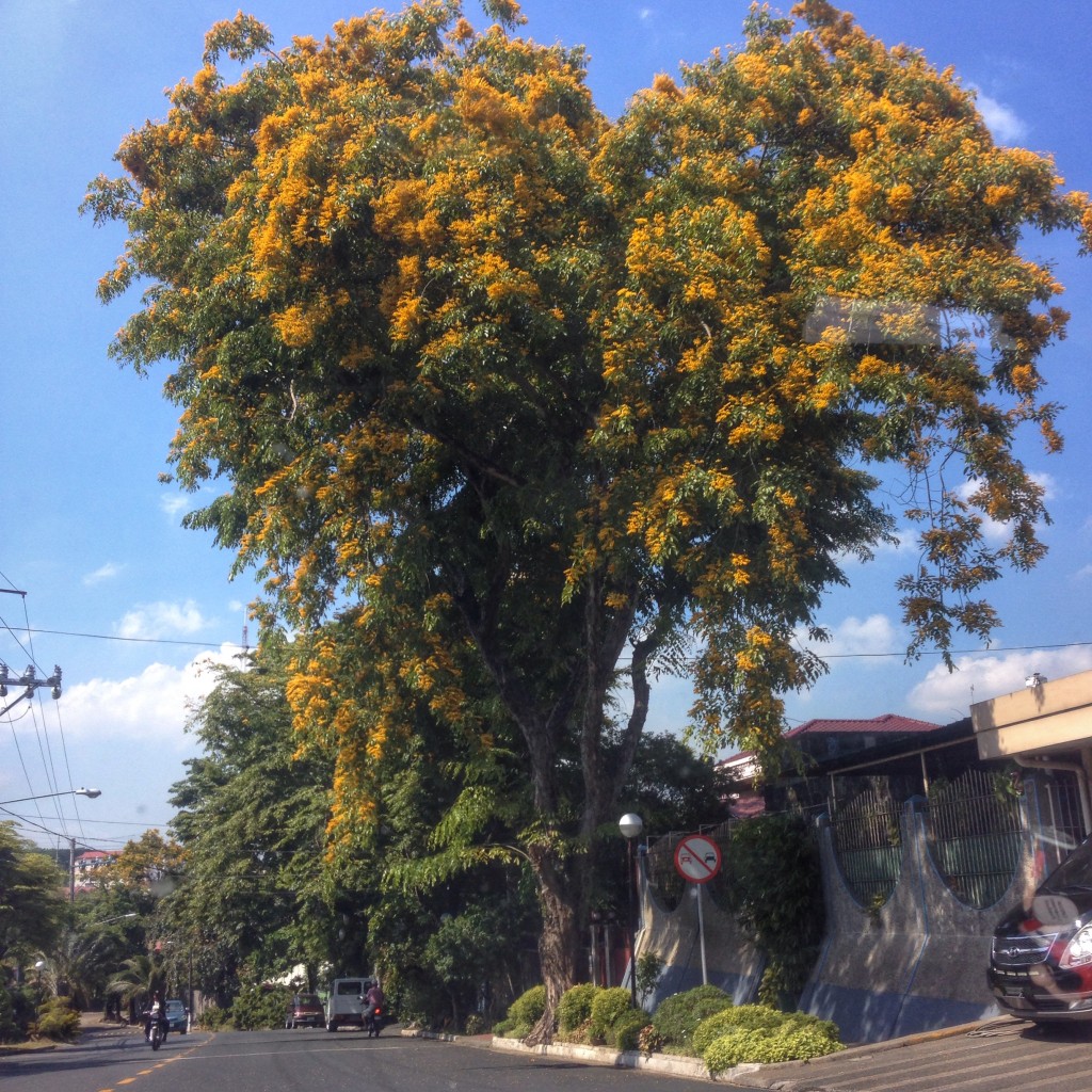 A Narra Tree (Pterocarpus indicus) in bloom