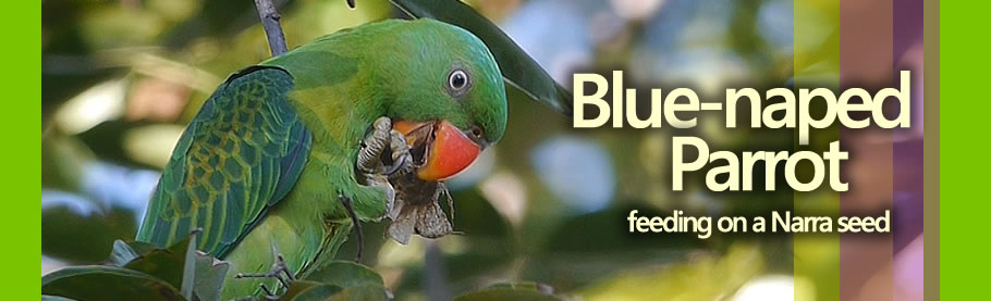 Blue-naped Parrot Feeding on a Narra Seed Adri Constantino / www.birdingphilippines.com birding philippines