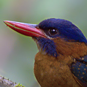Blue-capped Wood Kingfisher (Hombron's Kingfisher) by Nicky Icarangal JR/www. birding philippines .com