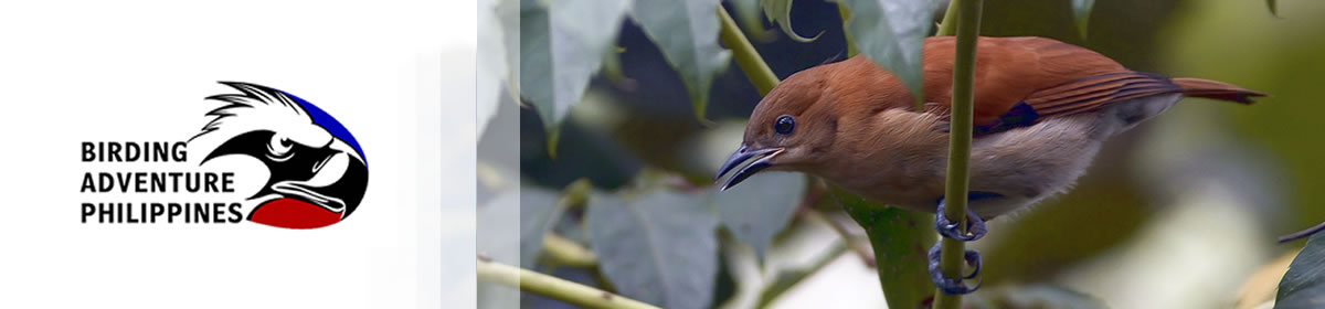 | :: Birding Adventure Philippines | Guided birdwatching tours anywhere in the Philippines ::