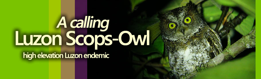 Luzon Scops Owl Copyright Nicky Icarangal JR.  / www.birdingphilippines.com  birding philippines #birdingphilippines