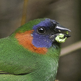 Red-eared Parrotfinch Copyright Adrian Constantino/www  .birding philippines .com