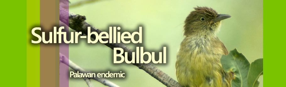 Sulfur-bellied Bulbul Copyright Nicky Icarangal JR.  / www.birdingphilippines.com  birding philippines  #birdingphilippines