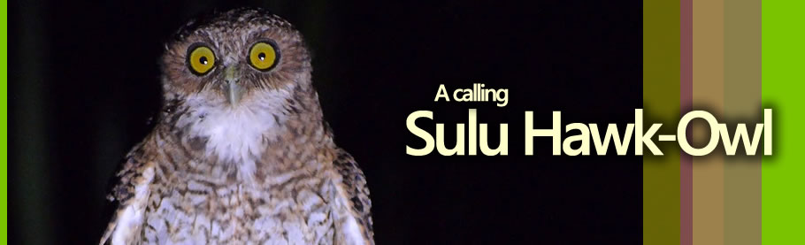 Sulu Hawk-Owl Nicky Icarangal JR / www.birdingphilippines.com