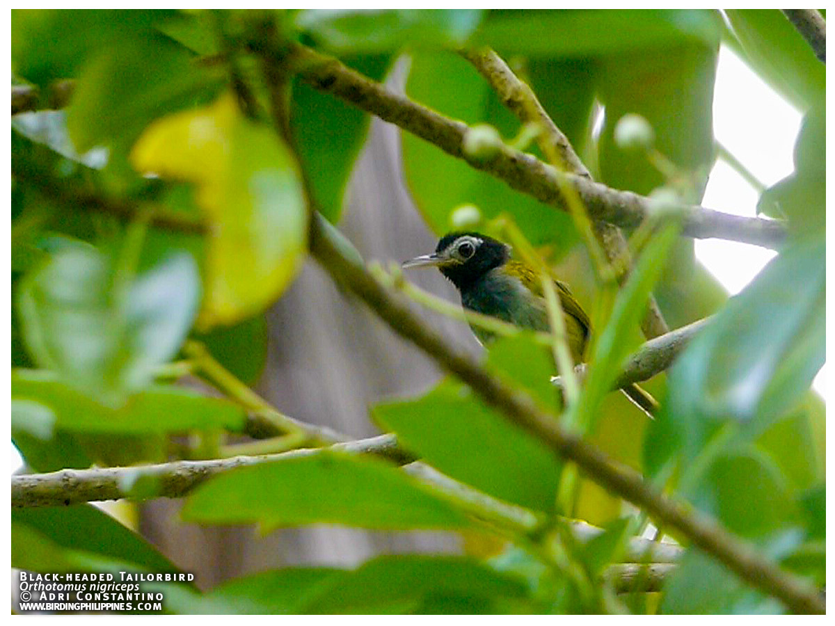 Black-headed Tailorbird