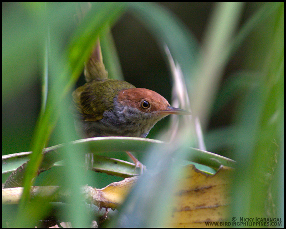 Trilling Tailorbird