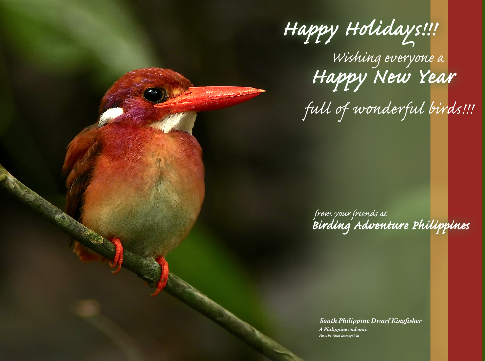 South Philippine Dwarf Kingfisher