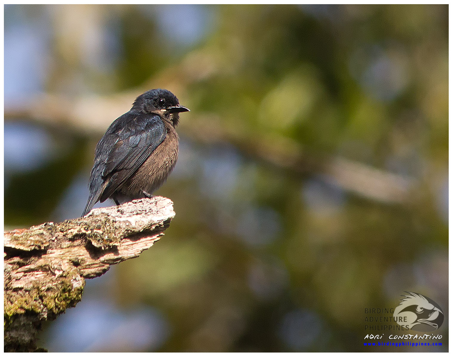 Whiskered Flowerpecker