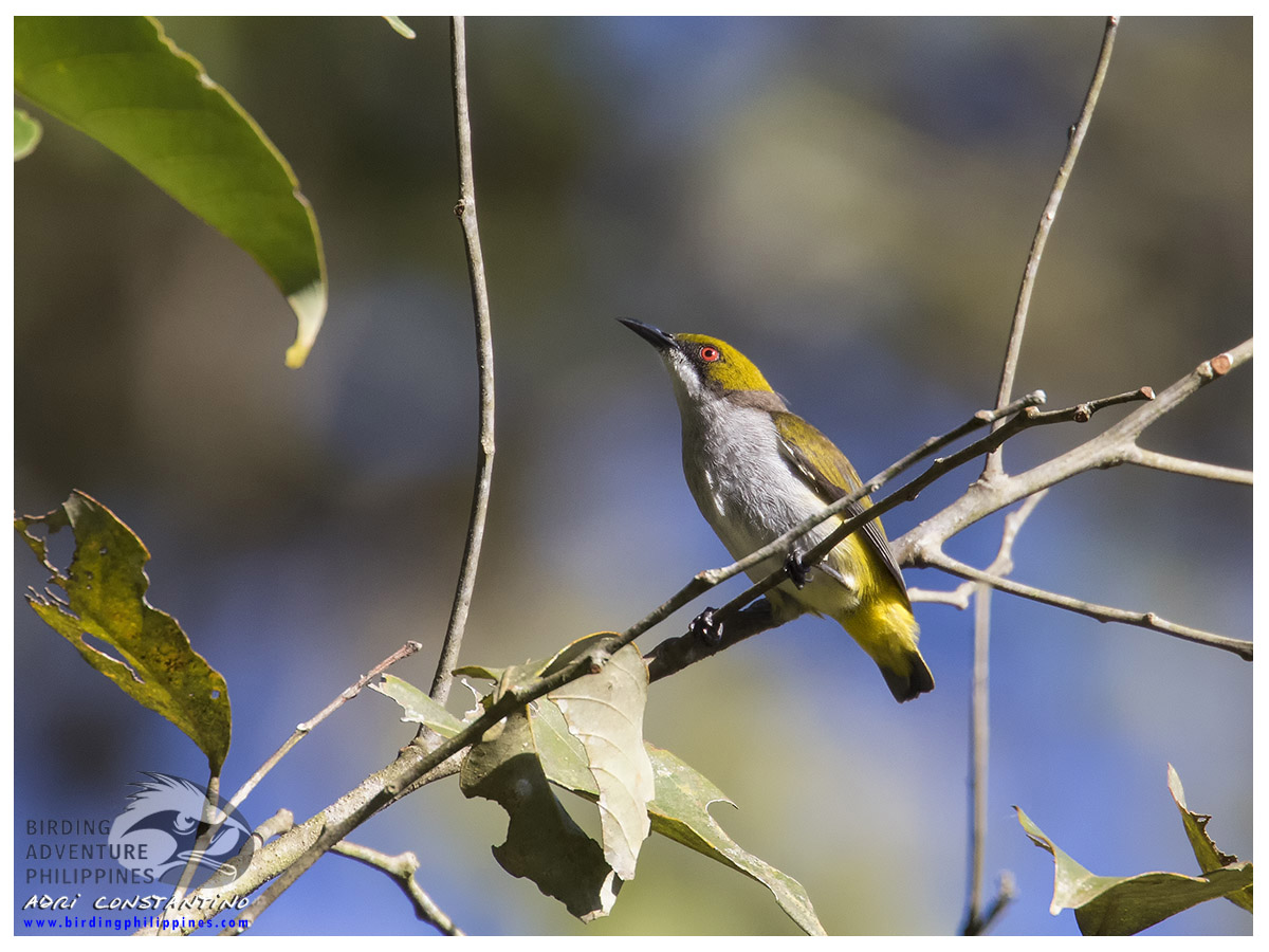 Olive-capped Flowerpecker