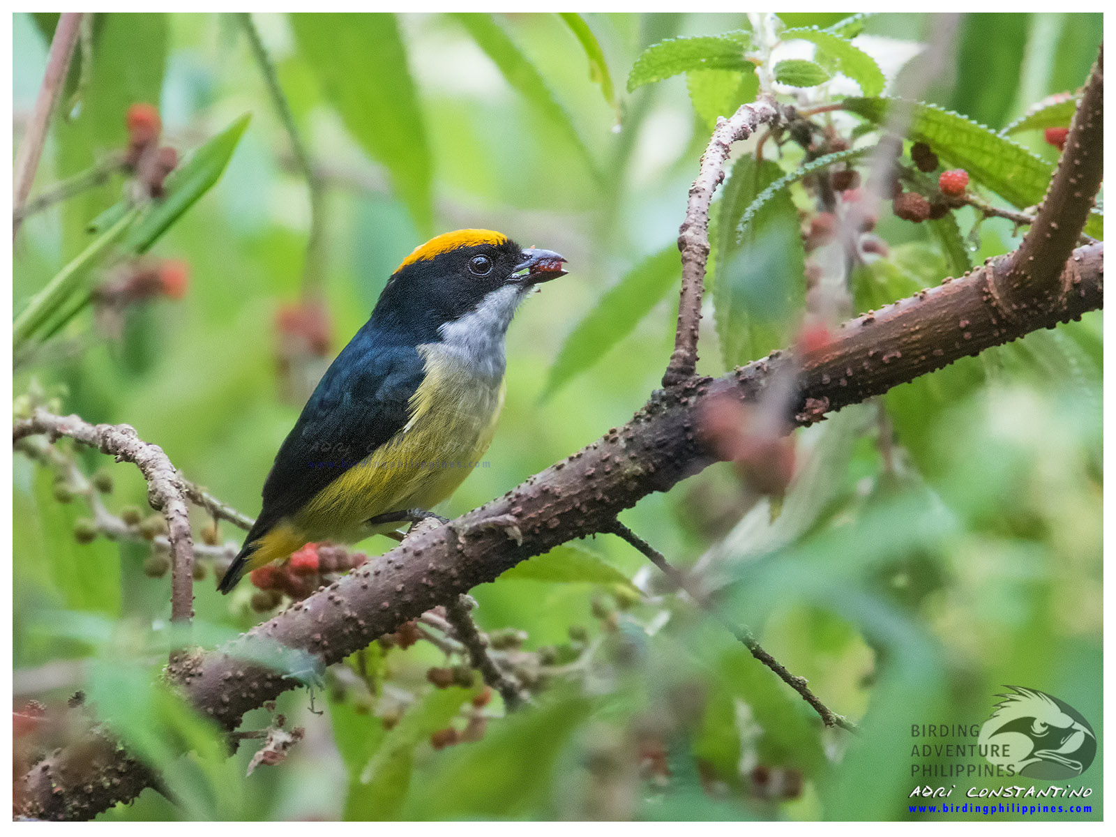 Flame-crowned Flowerpecker