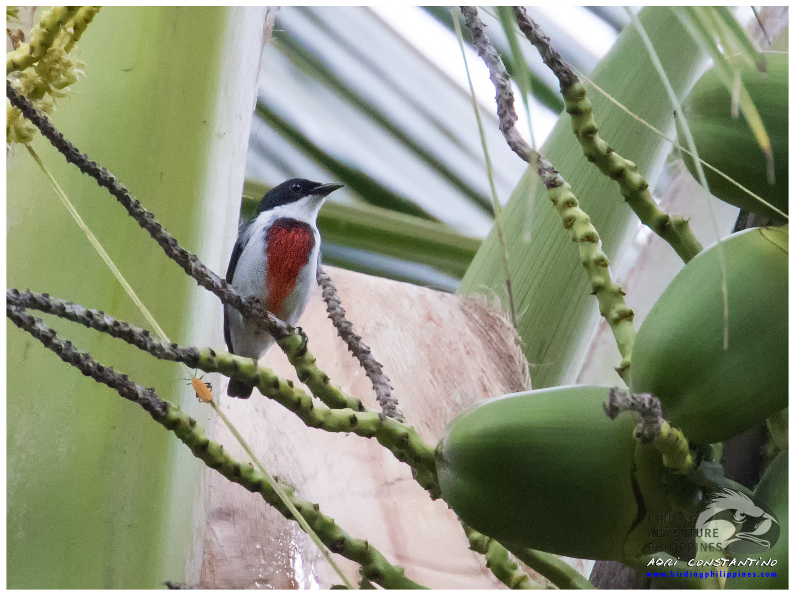 Visayan (Black-belted) Flowerpecker
