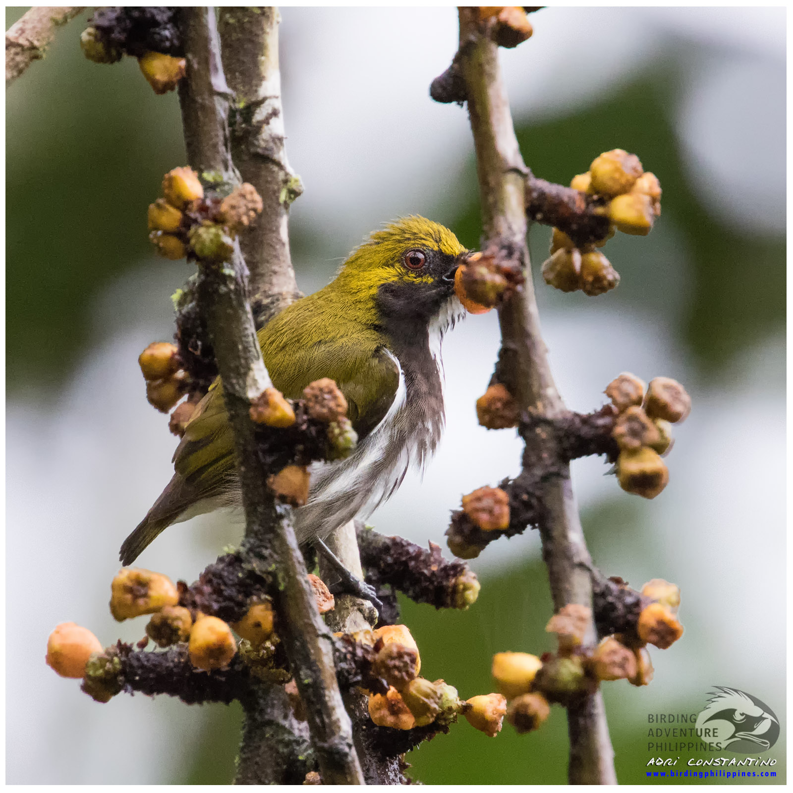 Olive-backed Flowerpecker