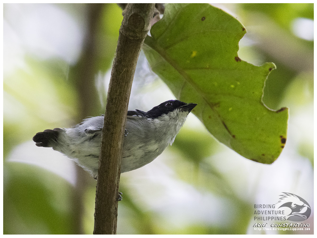 Bicolored Flowerpecker